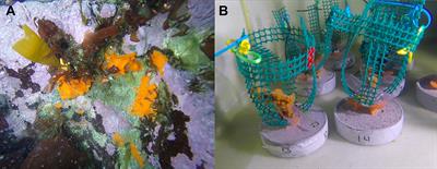 Effects of Climate Change Stressors on the Prokaryotic Communities of the Antarctic Sponge Isodictya kerguelenensis